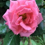 De L'homme Blanc Holiday home *