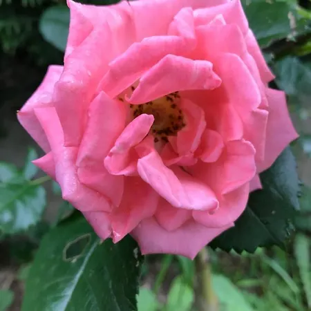 De L'homme Blanc 펜션 *